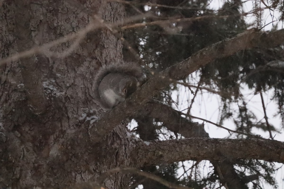 Eastern Gray Squirrel - ML646662781