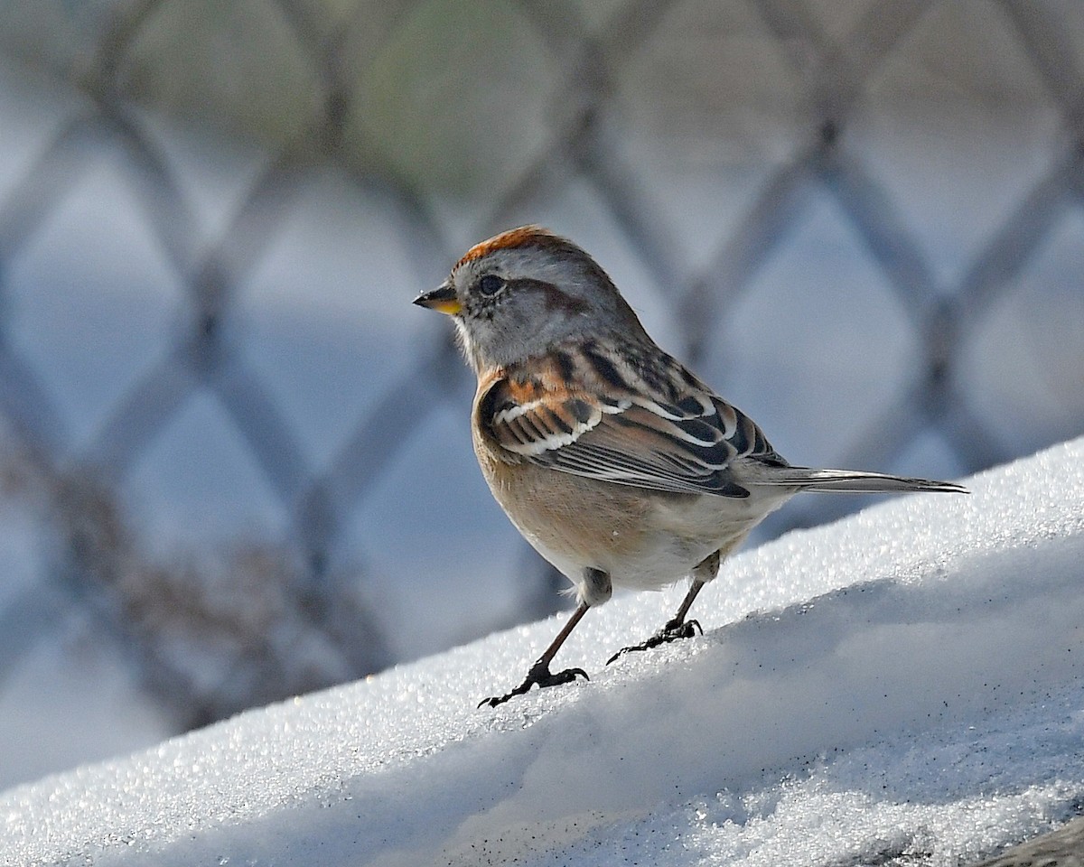 American Tree Sparrow - ML646662782