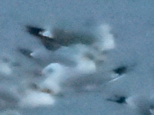 Short-billed Gull - ML646662783