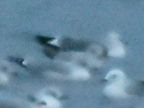 Short-billed Gull - ML646662784