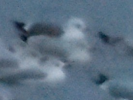 Short-billed Gull - ML646662785