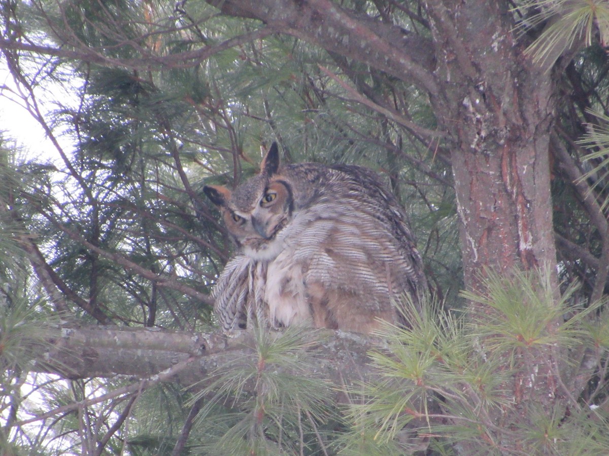 Great Horned Owl - ML646662786