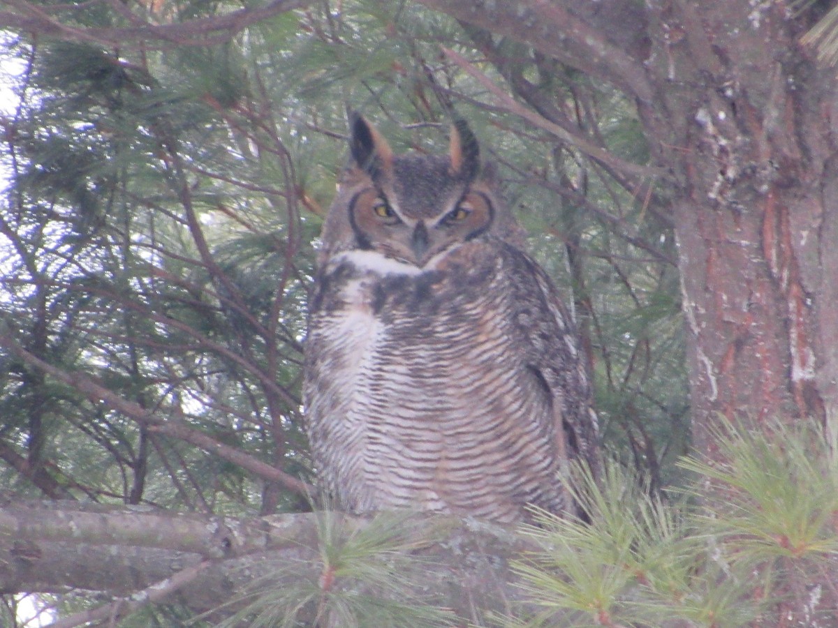 Great Horned Owl - ML646662787