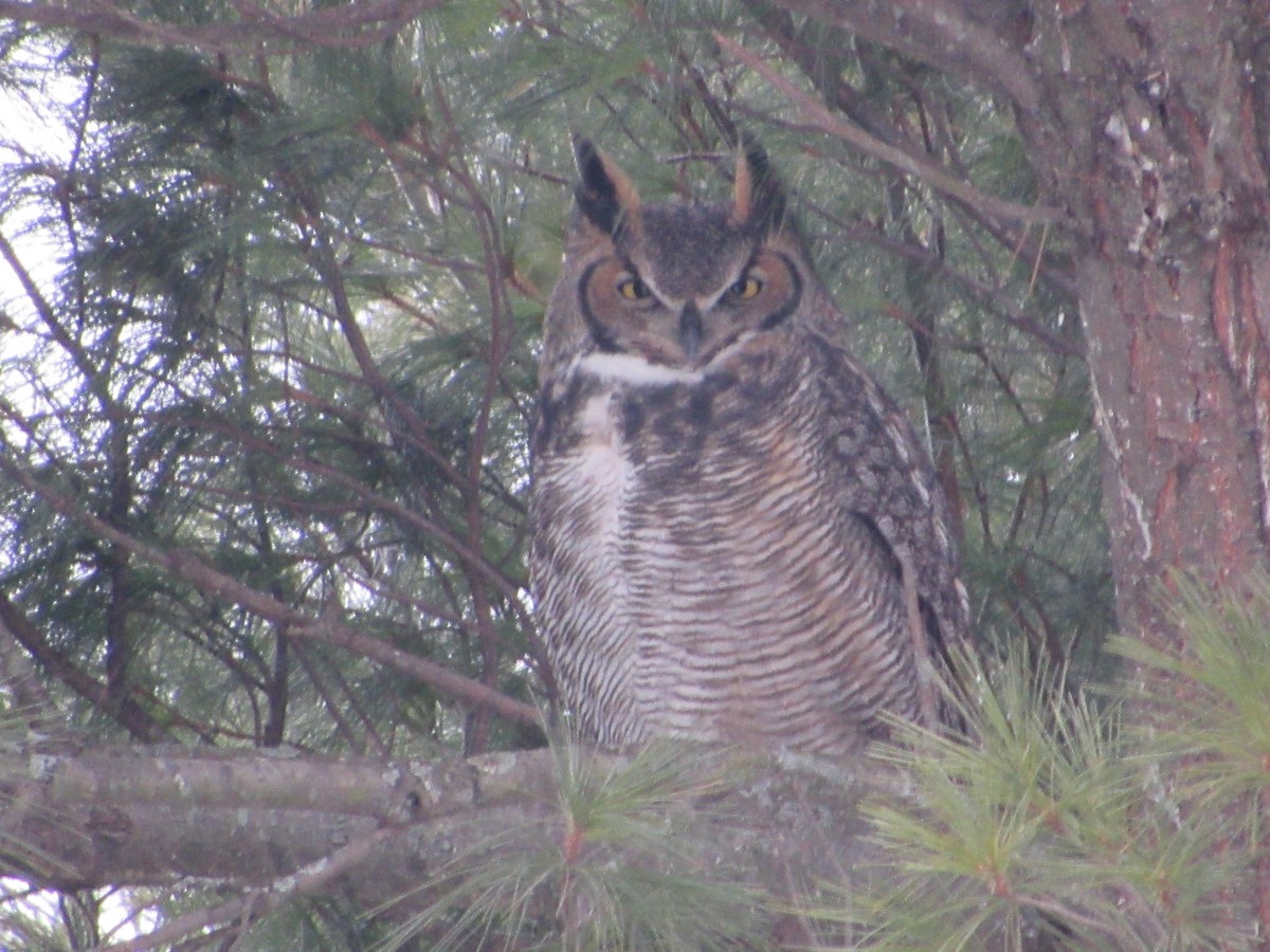 Great Horned Owl - ML646662788