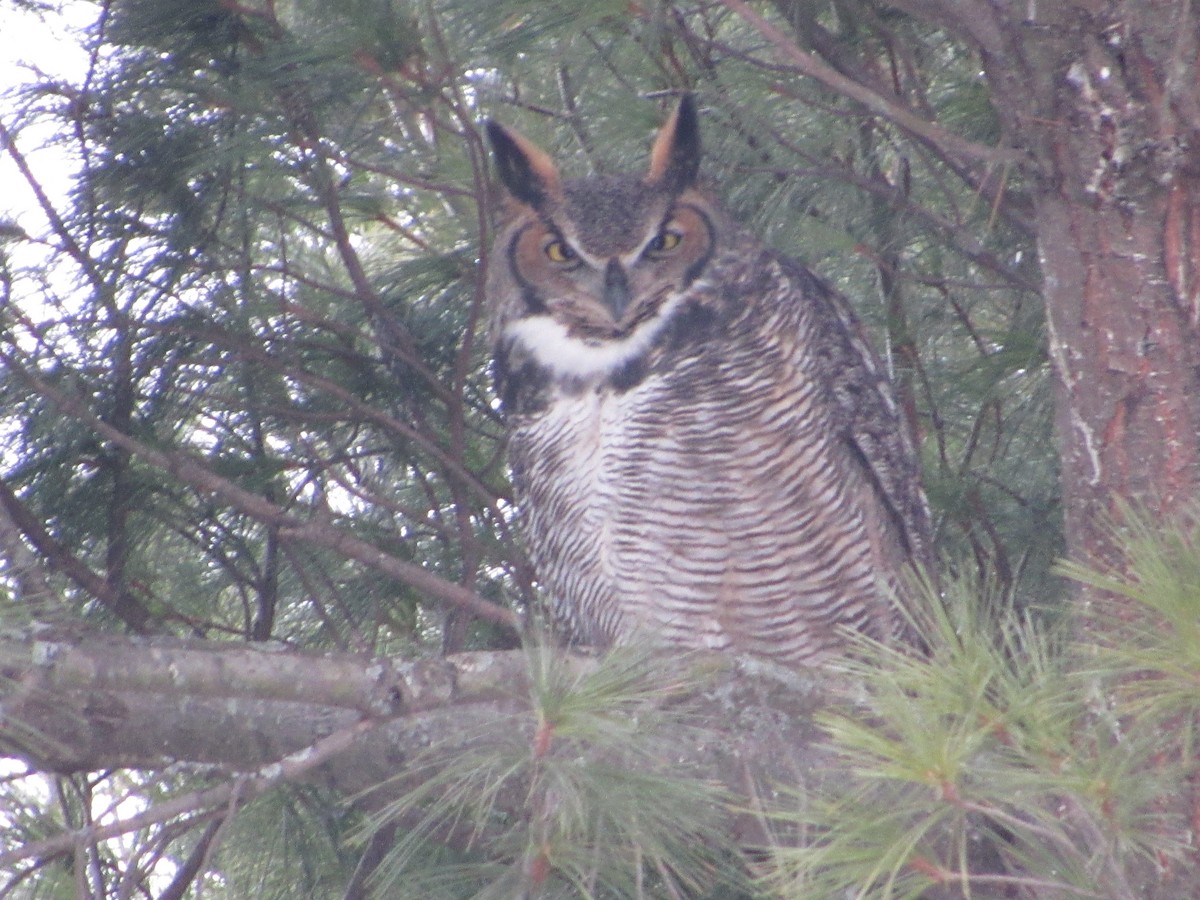 Great Horned Owl - ML646662789