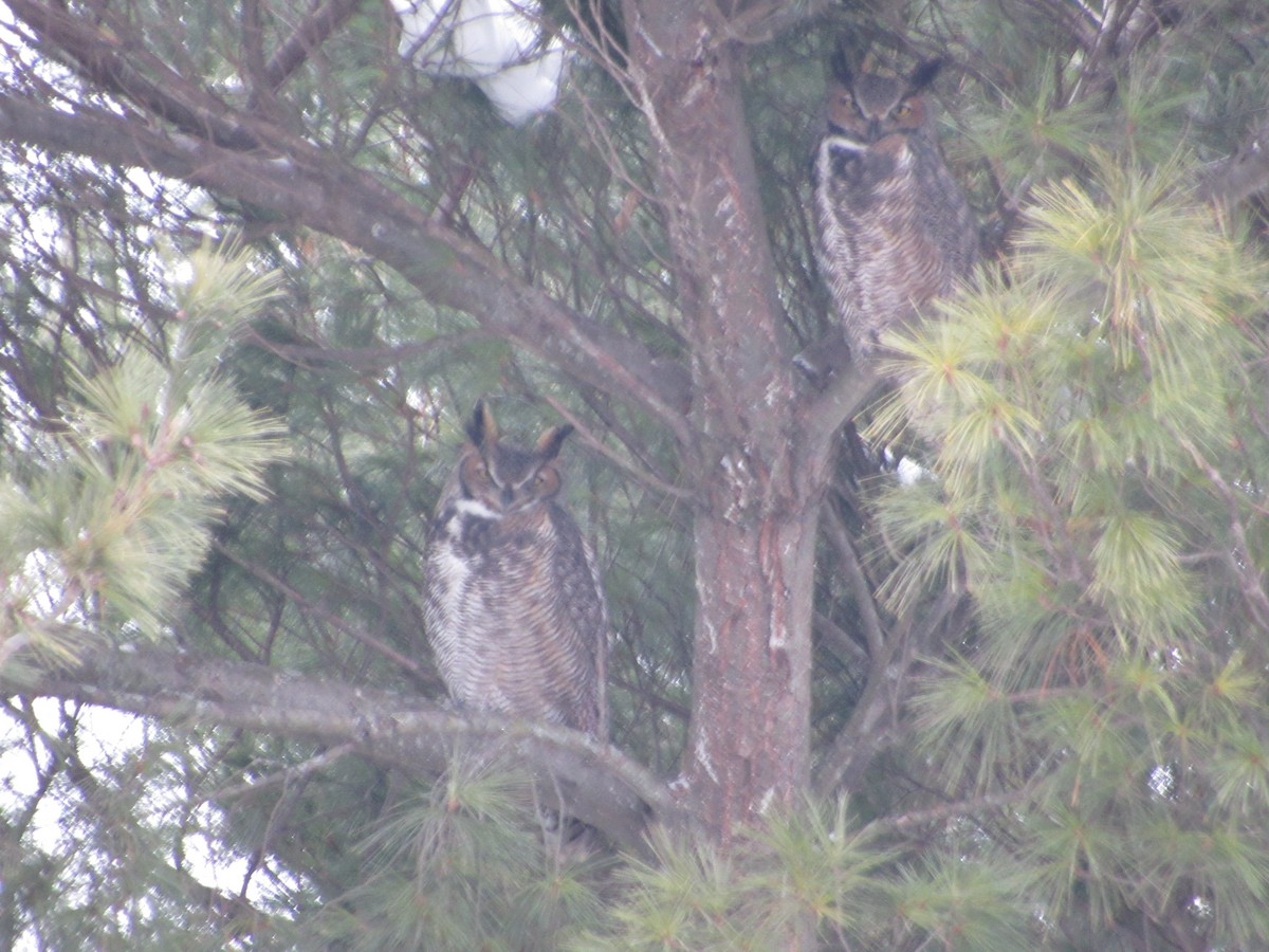 Great Horned Owl - ML646662790
