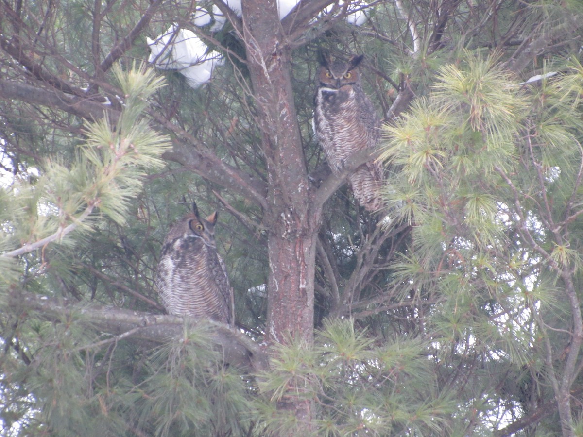 Great Horned Owl - ML646662791