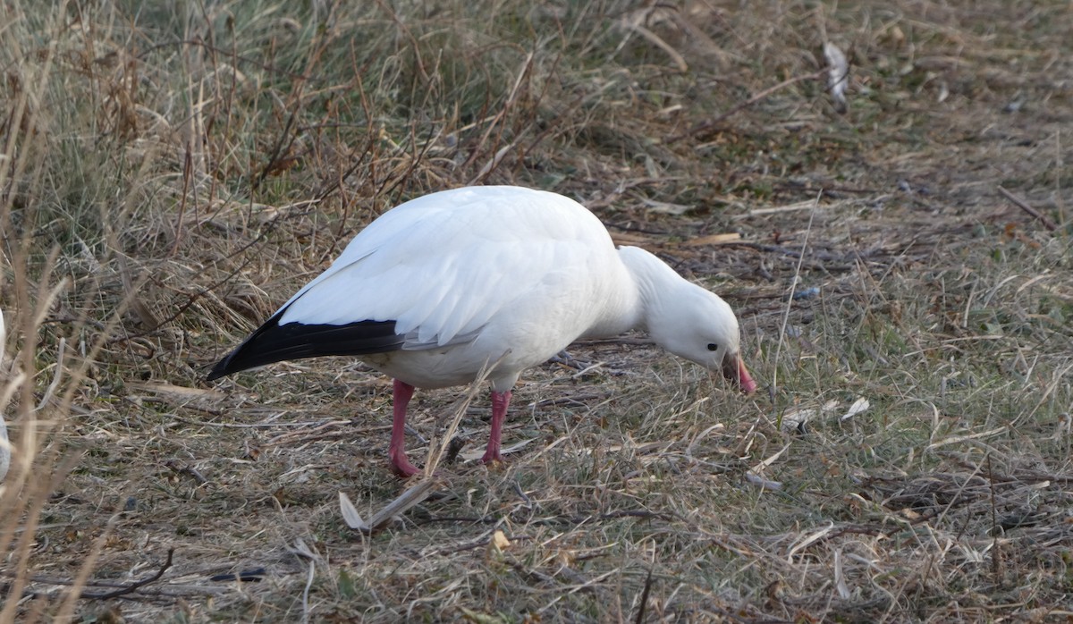 Ross's Goose - ML646662798