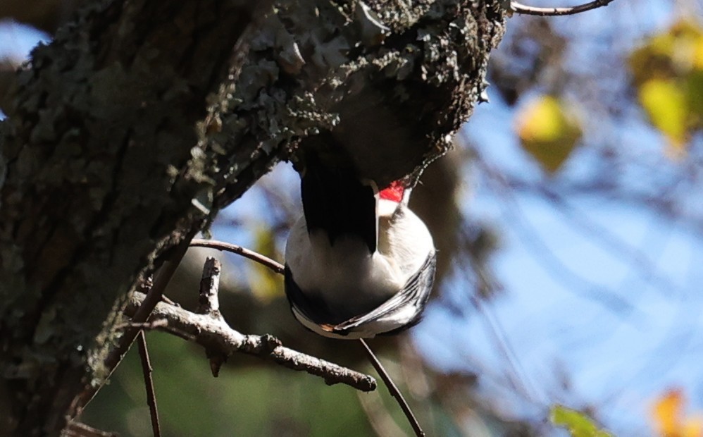 Red-headed Woodpecker - ML646662799