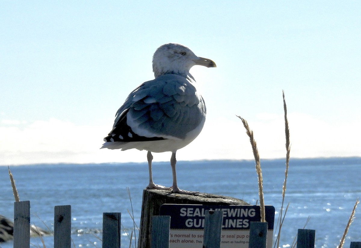 American Herring Gull - ML646662801