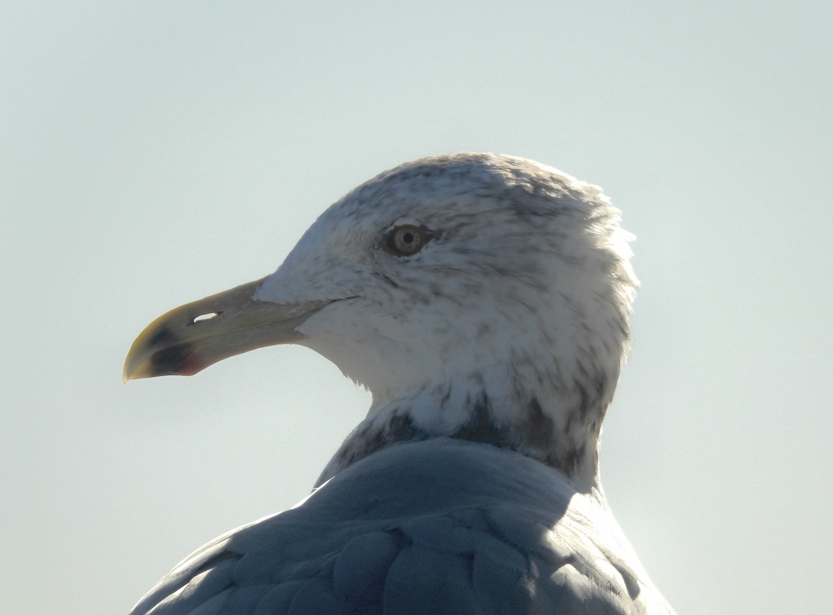 American Herring Gull - ML646662802