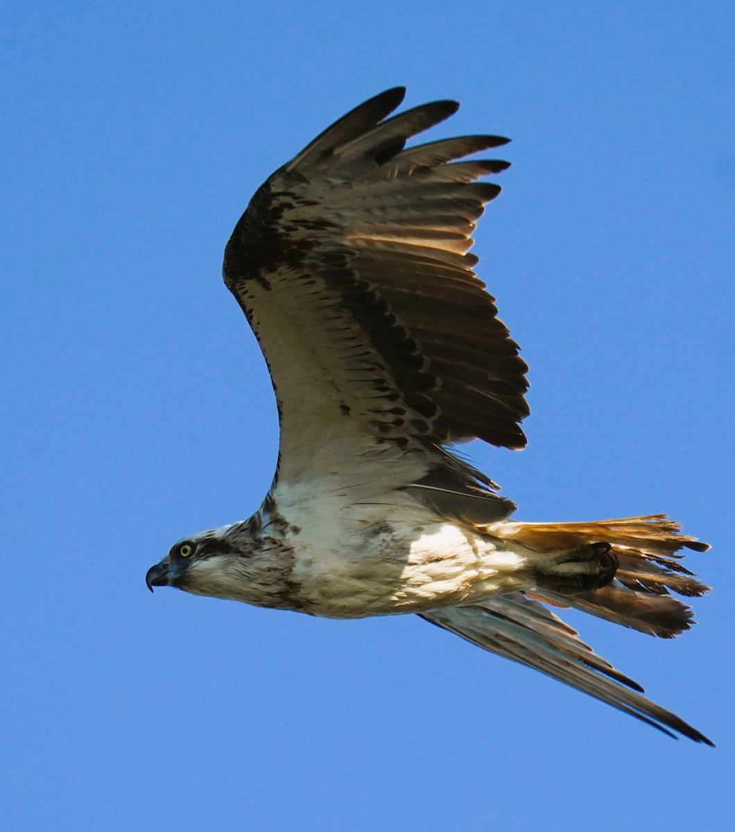 Osprey (Australasian) - ML646662804