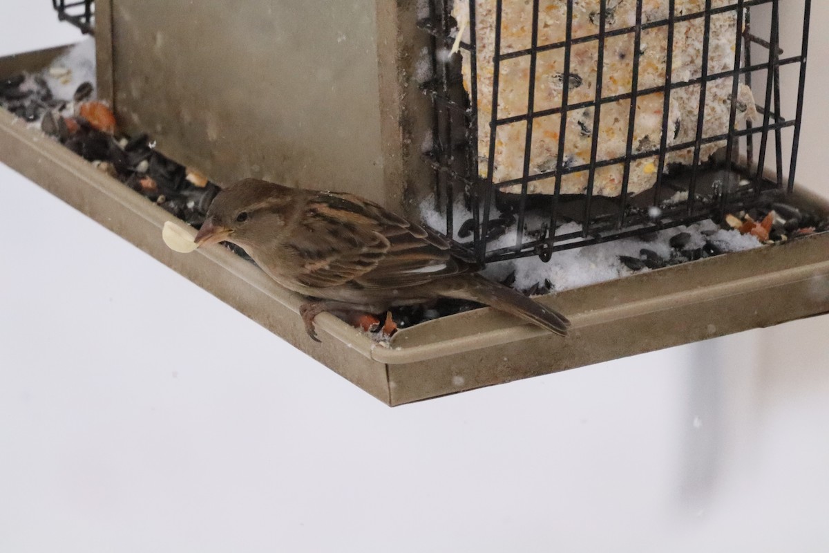 House Sparrow - ML646662806