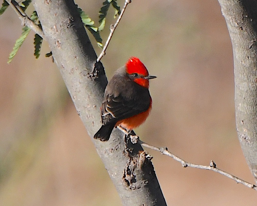 Vermilion Flycatcher - ML646662807