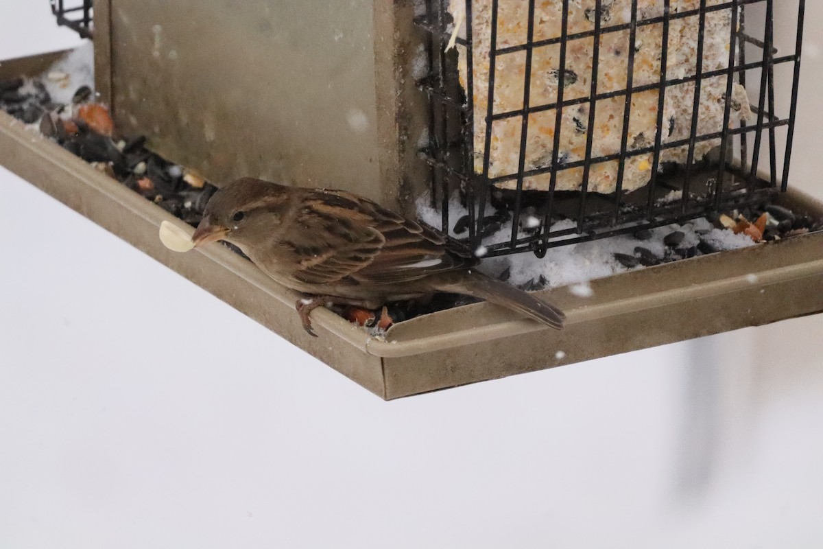 House Sparrow - ML646662809