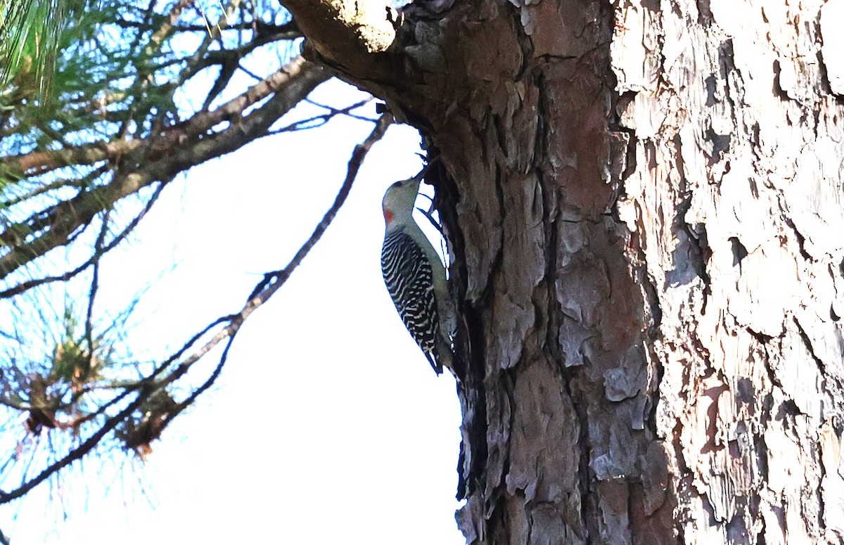Red-bellied Woodpecker - ML646662816