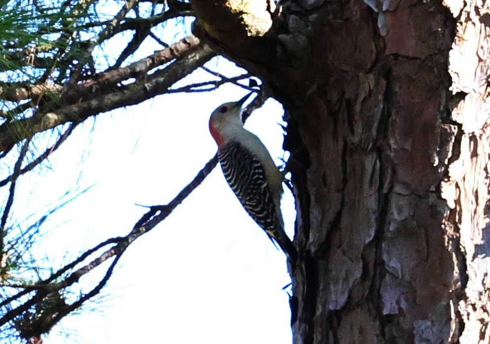 Red-bellied Woodpecker - ML646662817