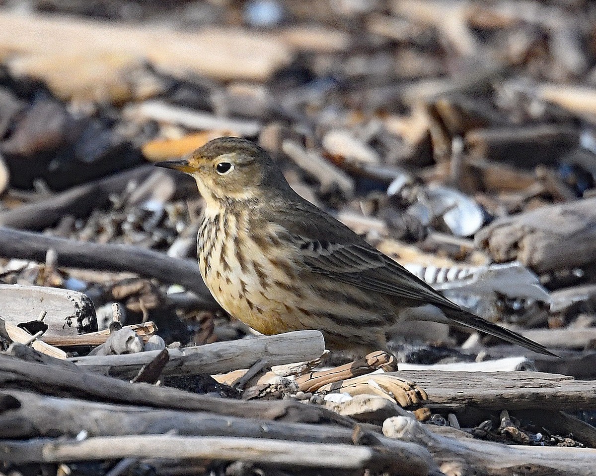 Spioncello del Pacifico - ML646662818