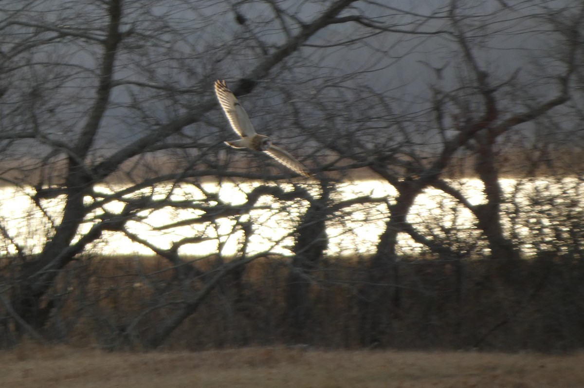 Zingira-hontza - ML646662819