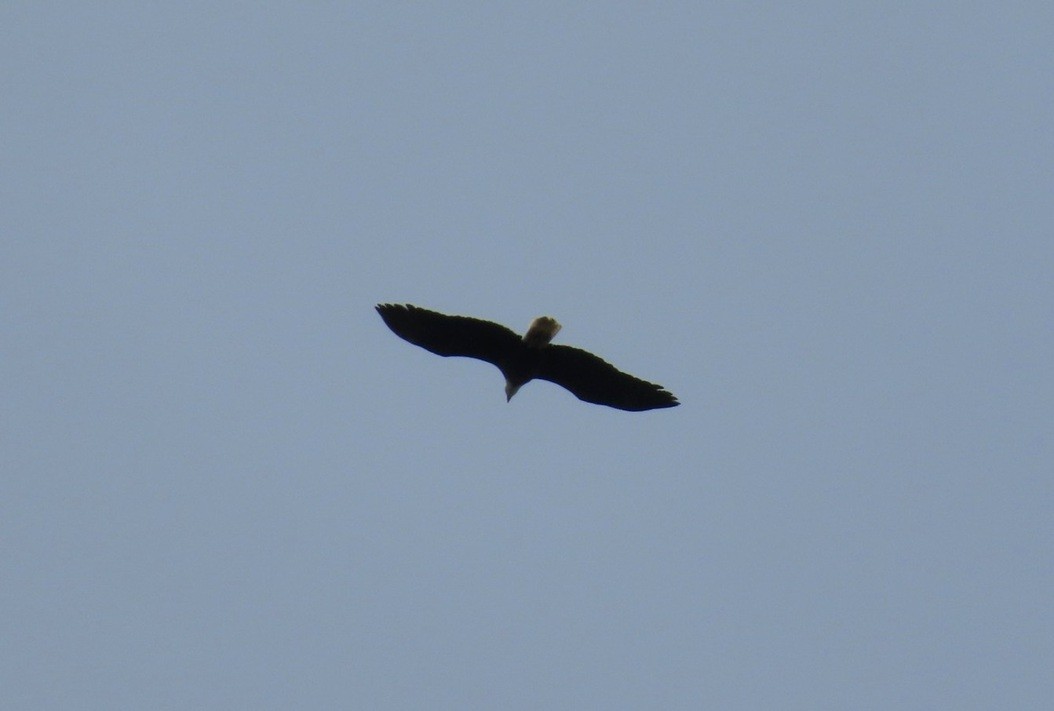 Bald Eagle - ML646662823