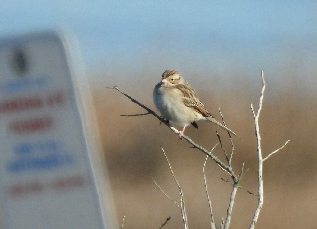 Clay-colored Sparrow - ML646662824