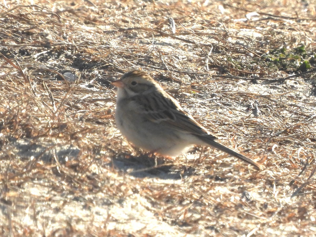 Clay-colored Sparrow - ML646662825