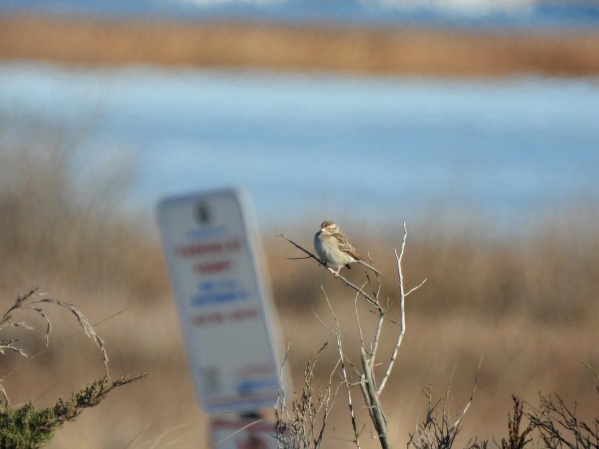 Clay-colored Sparrow - ML646662826