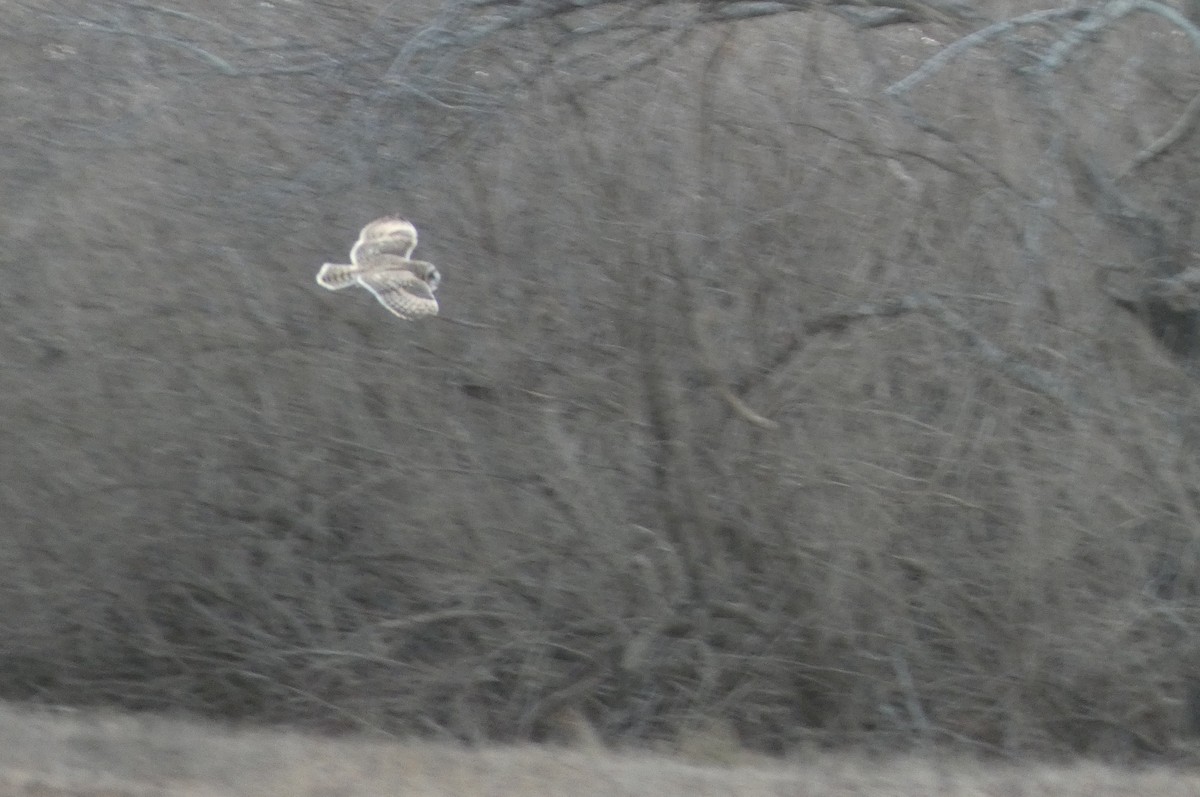 Zingira-hontza - ML646662827