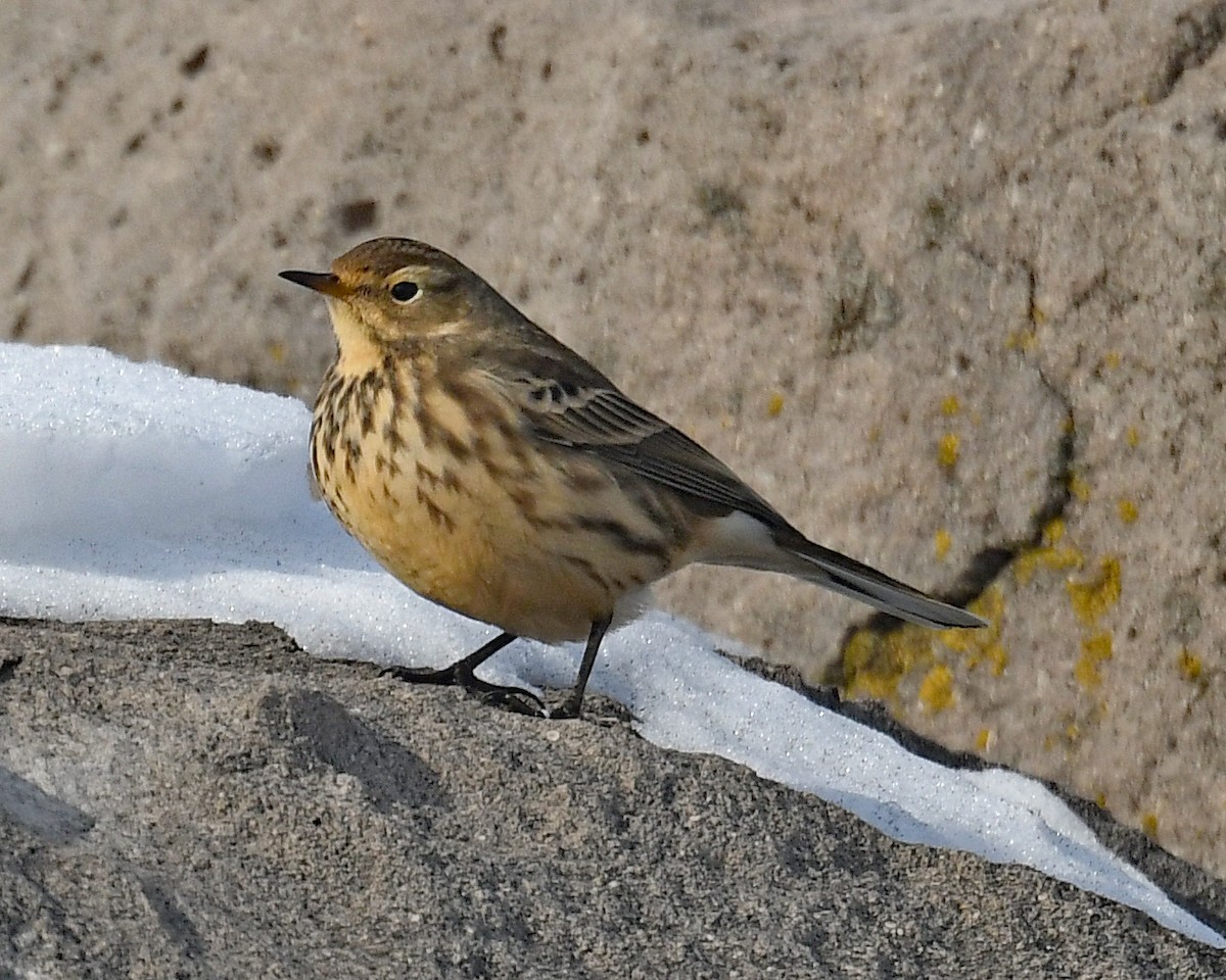 Spioncello del Pacifico - ML646662829