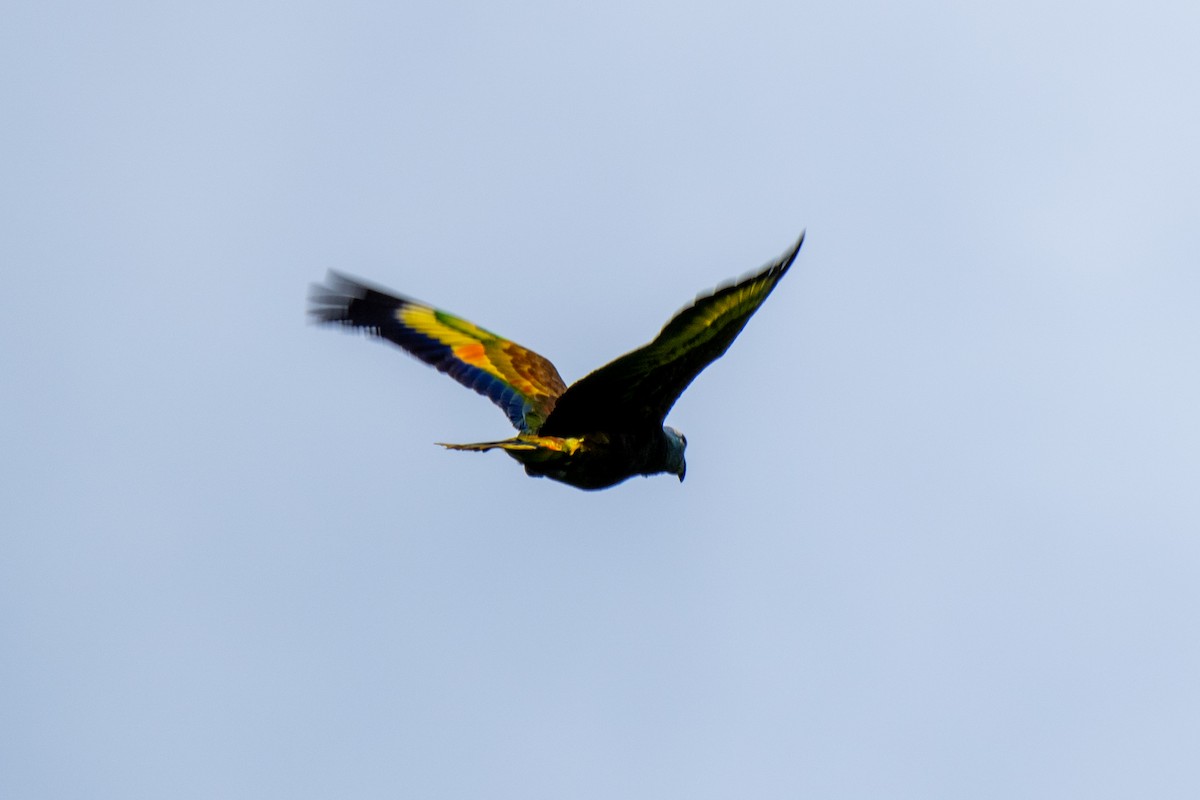 Амазон королівський - ML646662830