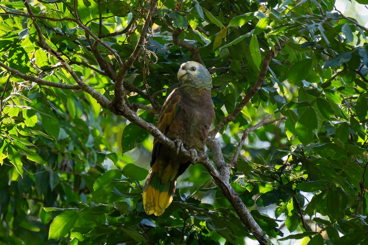 Амазон королівський - ML646662831