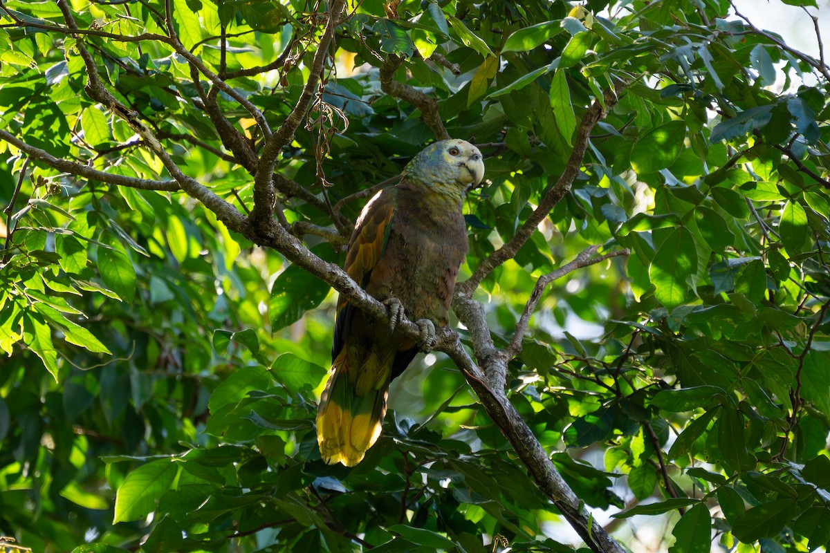 Амазон королівський - ML646662832