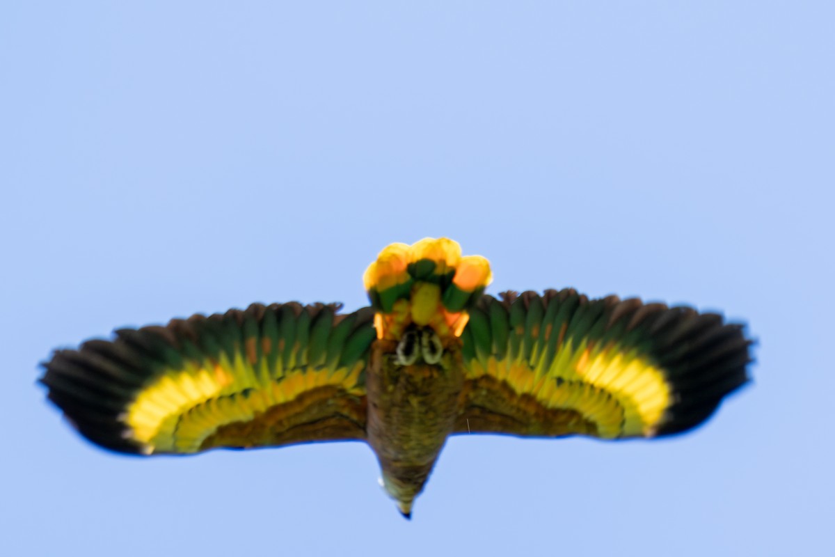 Амазон королівський - ML646662833