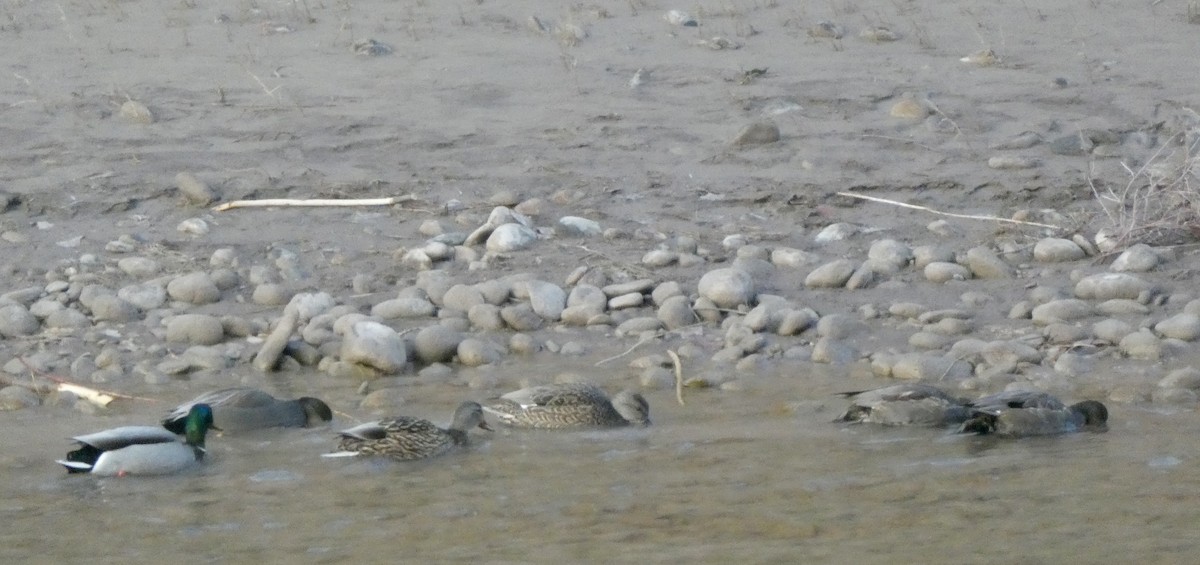 Gadwall - ML646662839