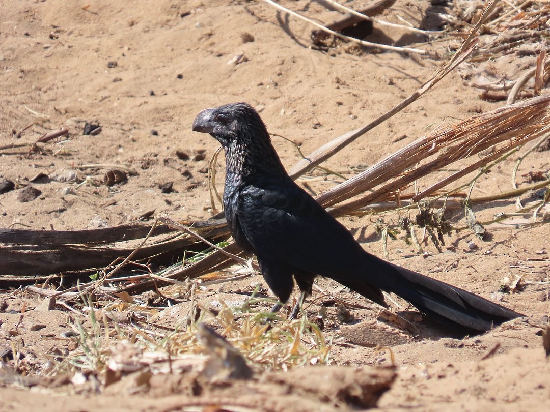 Smooth-billed Ani - ML646662840