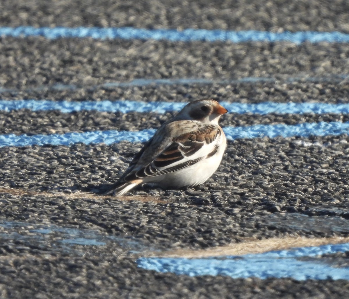 Snow Bunting - ML646662845