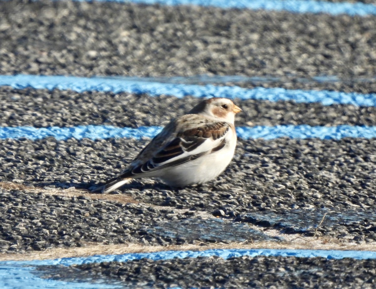 Snow Bunting - ML646662846