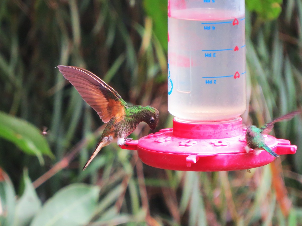 Бледнохвостый венценосец - ML646662847