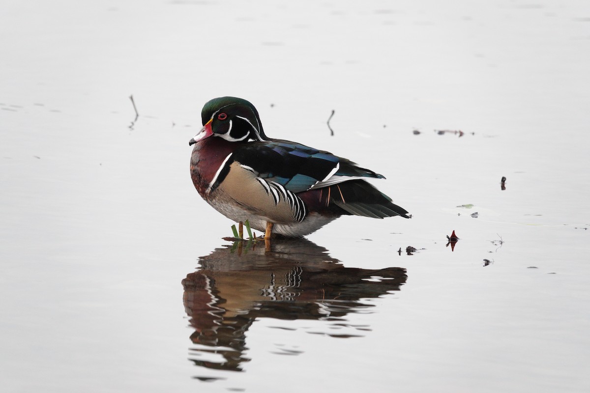 Wood Duck - ML646662851