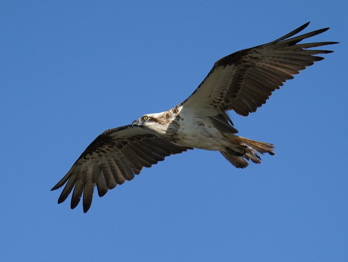 Osprey (Australasian) - ML646662852