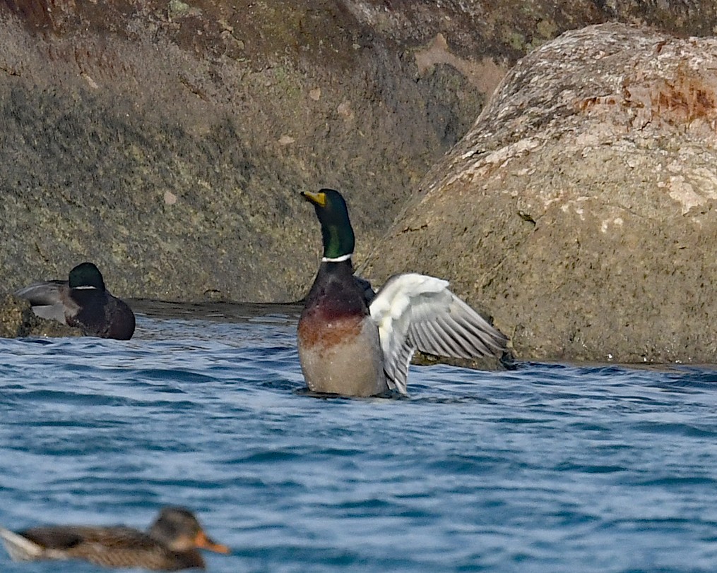 Germano reale - ML646662853