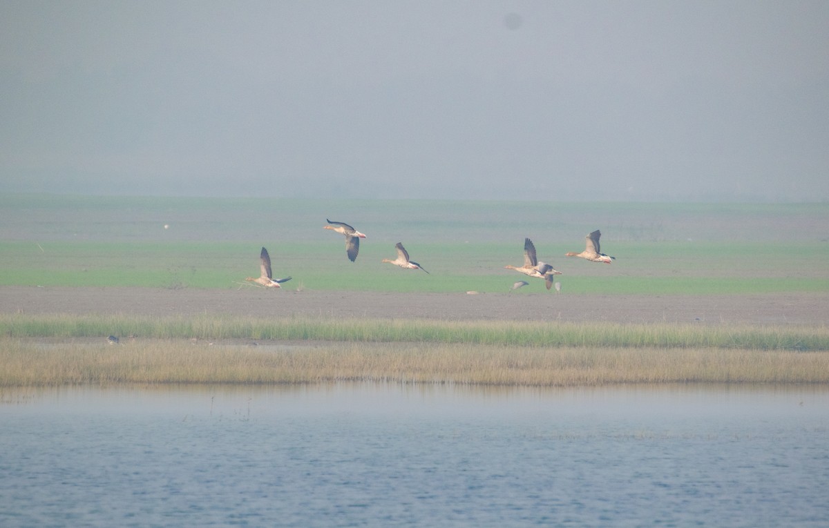 Graylag Goose - ML646662854