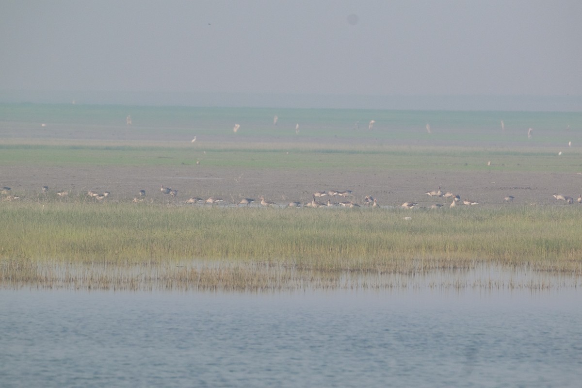 Graylag Goose - ML646662855