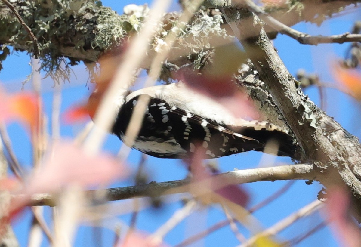 Downy Woodpecker - ML646662856