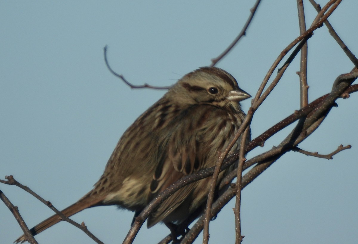 Song Sparrow - ML646662857
