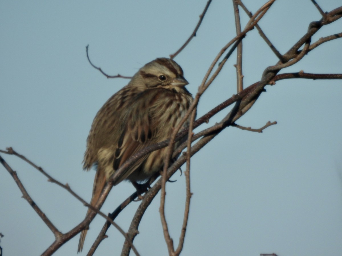Song Sparrow - ML646662858