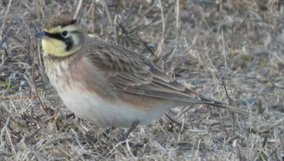 Horned Lark - ML646662859
