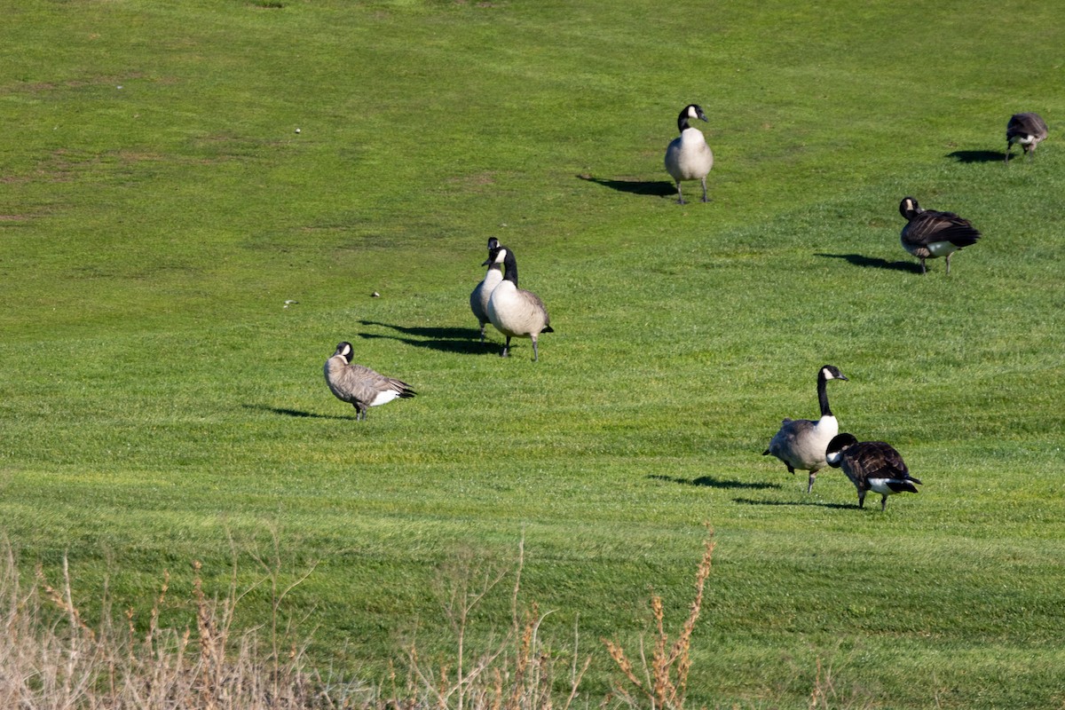 Canada Goose - ML646662861