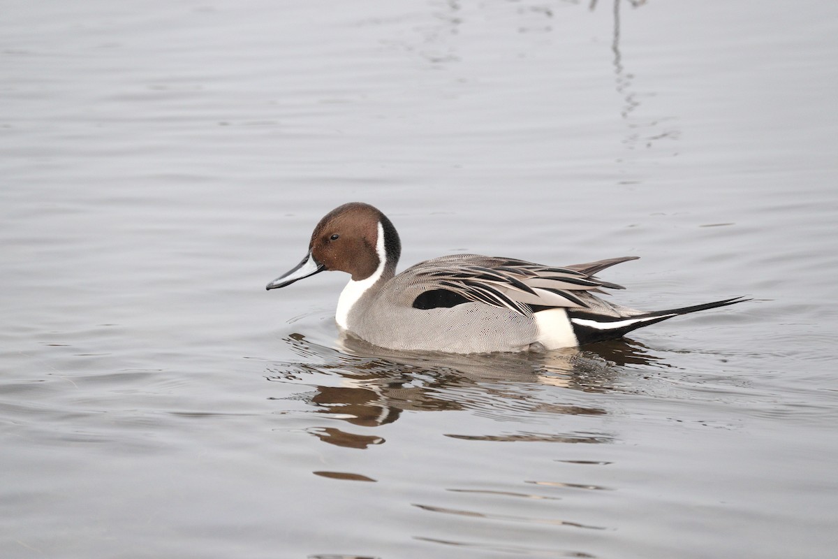 Northern Pintail - ML646662862