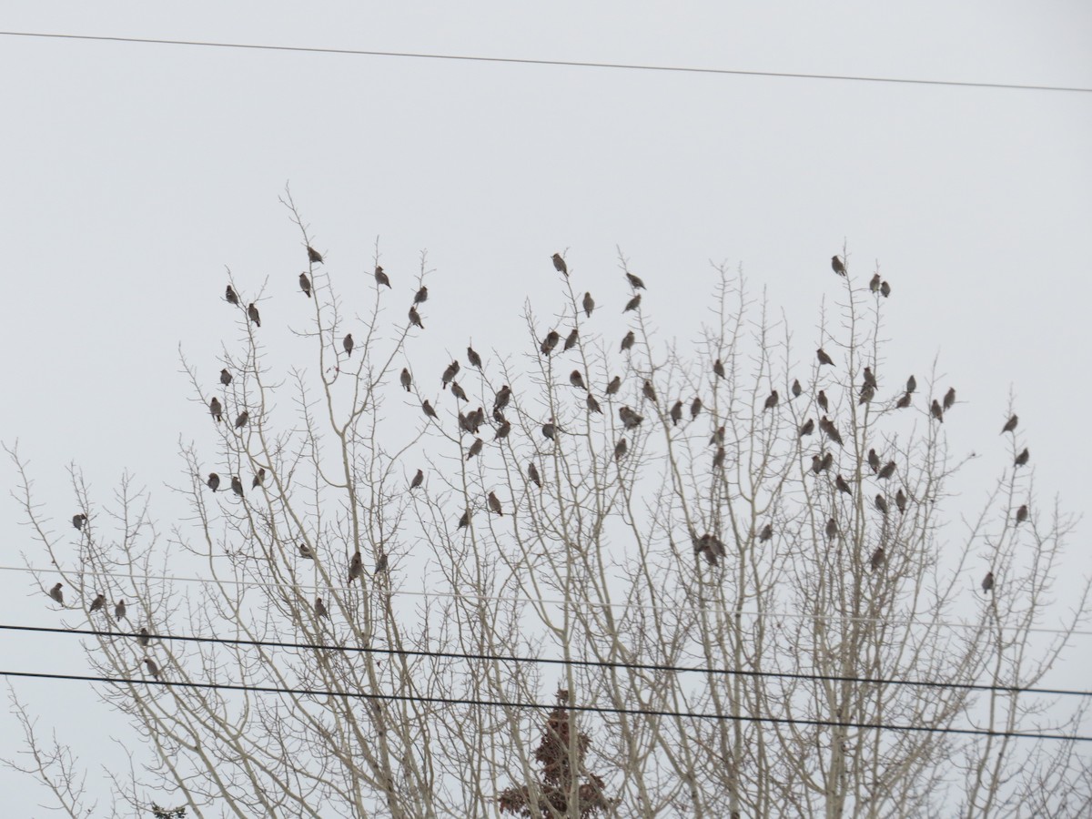 キレンジャク - ML646662863